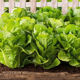 Roomalainen salaatti -  Lactuca sativa var. Romana - siemenet