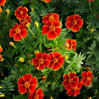 Signet marigold "Eliza" - jednotlivé, meruňka-karmínové květy - Tagetes tenuifolia - semena