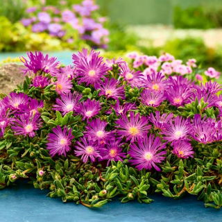 Roze Delosperma - breedbladige variëteit; ijs plant - zaden
