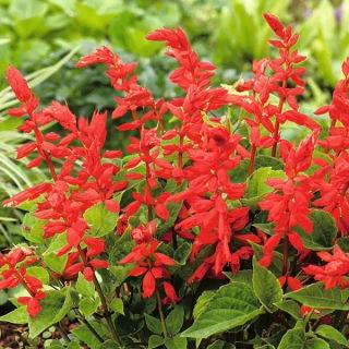Salvia escarlata - Czardasz - Salvia splendens - semillas