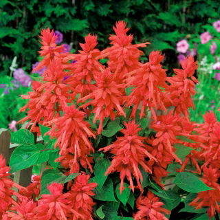 Scarlet sage "Ramona"; tropical sage