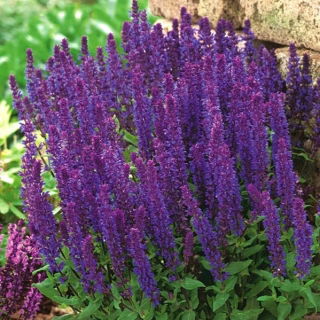 Stäppsalvia - Salvia nemorosa - frön