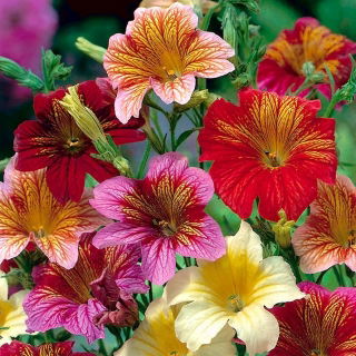 Trompetenzunge "Bolero" - Sortenmischung; überbackene Rohrzunge, Samttrompetenblume - 4050 Samen