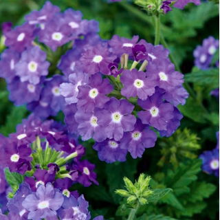 Kerti vervein, verbena - kék, fehér folt - 120 mag - Verbena x hybrida - magok