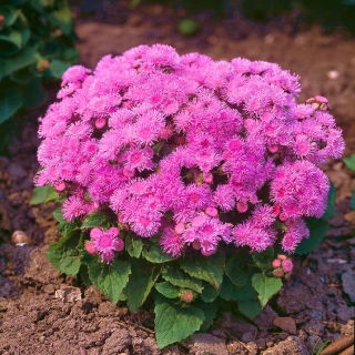 Leverbalsam - Pink Ball - 2160 frön - Ageratum houstonianum