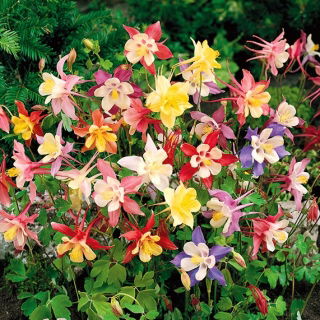 Orlíček nízký - směs barev - Aquilegia vulgaris - Kompaktní a pestrobarevné květy - Čerstvá semena