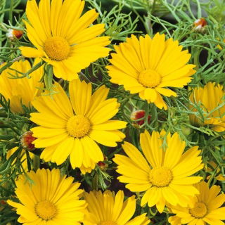 Arabische Ringelblume - Cladanthus arabicus - Goldgelbe Blüten mit süßem Duft - Samen