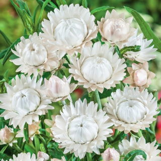 Strawflower - White - Helichrysum bracteatum - Elegant White, Perfect for Dried Use - Fresh Seeds