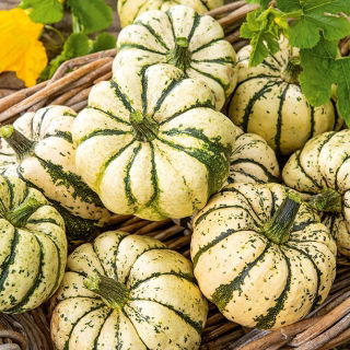 Zucca ornamentale - Sweet Dumpling - Ideale per decorazioni autunnali - Semi Freschi