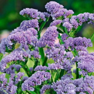 Statice - Lavender - Limonium sinuatum - Graceful Purple Flowers, Dried or Fresh - Fresh Seeds