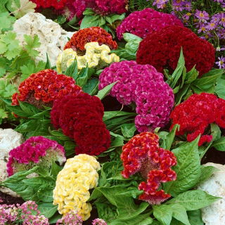 Lav Celosia cristata, Hanekam - Celosia argentea var. cristata nana - Fløjlsblød pragt, langvarige farver - Friske frø