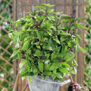 Cinnamon basil - Ocimum basilicum cinnamon - Sweetly Spiced Herb, Enchant Your Dishes - Fresh Seeds