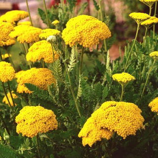 Altın Bezi, Fernleaf Civanperçemi tohumları - Achillea filipendulin - 3100 seeds - Achillea filipendulina