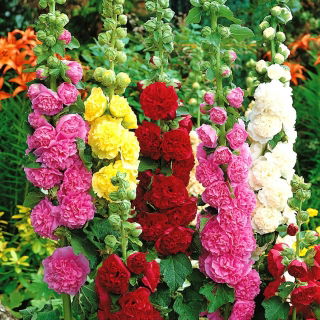 Marsh Mallow - farge utvalg mix - 50 frø - Alcea