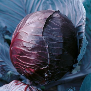Red Cabbage - Koda - Crisp Texture and Bold Color for Winter Harvest! - Fresh Seeds