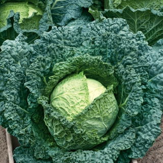 Kubis Savoy "Vertus 2" - 640 biji - Brassica oleracea var. sabauda 