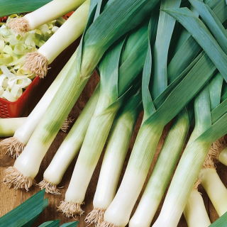 Purjolök - Albos - Kraftig tillväxt, överlägsen smak och mångsidig användning - Färska frön