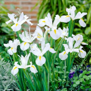 Lis (Iris × hollandica) - White Excelsior - pakket van 10 stuks