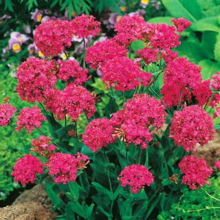 Kerti habszegfű - Silene armeria - Hosszan virágzó, ideális szegélyezéshez - Friss vetőmagok