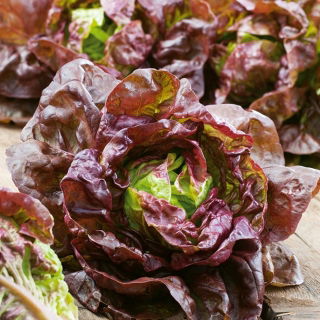 Zelena salata "Rosemarry" - 900 sjemenki - Lactuca sativa L. var. capitata  - sjemenke