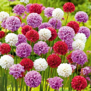Gazon d'Espagne à larges feuilles - Mélange - Armeria pseudarmeria - Parfait pour jardins de rocaille et bordures - Graines fraîches