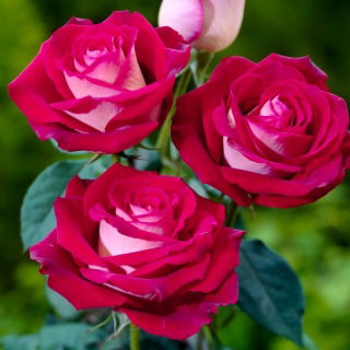 Storblomsteret rose - cremet-hvid-pink - potteplante - 