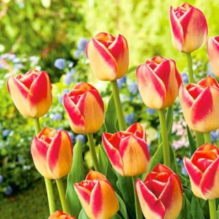 Tulipa Candy Corner - Tulip Candy Corner - 5 bulbs