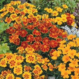 French Marigold - Single flower mix - Tagetes patula - Pest-Repelling, Perfect for Balconies - Fresh Seeds