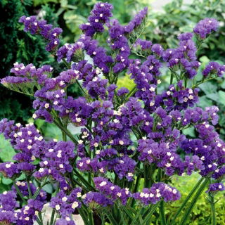 Statice - morado - Limonium sinuatum - Fácil de cultivar, ideal para secar - Semillas frescas