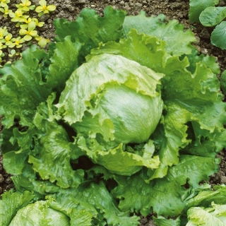 Iceberg salat - Great Lakes 118 - Sprøde, saftige hoveder til friske sommersalater - Friske frø