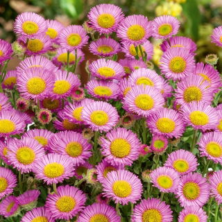 Erigeron - Erigeron speciosus - Plantă perenă, cu înflorire îndelungată și întreținere redusă - Semințe proaspete