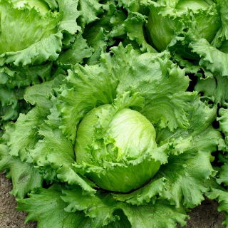 卷心莴苣“Traper” - 淡绿色叶子 -  900粒种子 - Lactuca sativa L.  - 種子