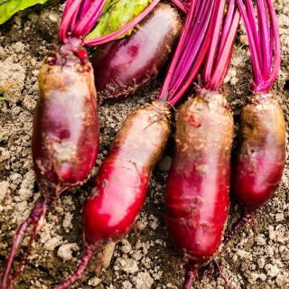 Beetroot - Alexis - Seed tape - Rich Colour, Naturally Tender