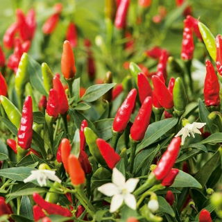 Guindilla "Birdseye" - variedad picante - 