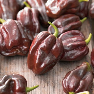Chilli paprička "Habanero Chocolate" - extrémne horúca, tmavohnedá odroda - 