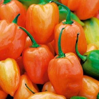 Biber biber "Habanero Orange" - sıcak, turuncu çeşitliliği - 