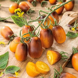 Fält tomat "Indigo Pear Drops" - medelstora sort som producerar liten, päronformad frukt - 