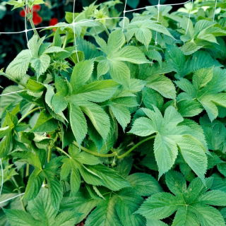 Semințe japoneze de hamei - Humulus japonicus - 20 semințe