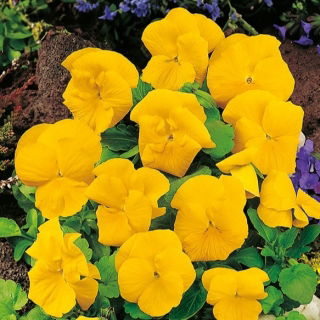 เมล็ดกะเทยยักษ์เหลือง - วิโอล่า x วิทเทอร์เซียน่า - 400 เมล็ด - Viola x wittrockiana 