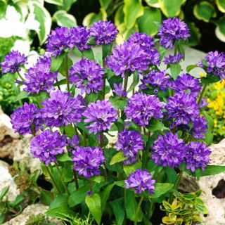 Dwerg geclusterde klokjeszaadjes - Campanula glomerata acaulis - 910 zaden