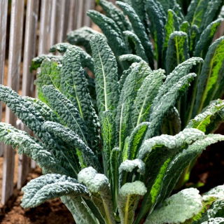 Lehtikaali - Nero di toscana - 540 siemenet - Brassica oleracea L. var. sabellica L.