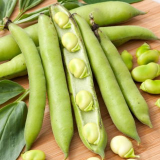 Broad bean "Bonus" - medium-early variety