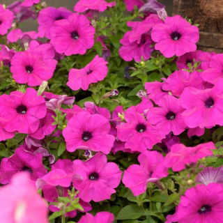 Petunia "Cascade" - pink - 160 biji - Petunia x hybrida pendula
