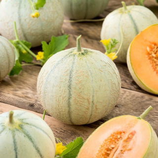 Melon - Charentais - Cucumis melo - Otroligt söt, saftigt orange fruktkött - Färska frön