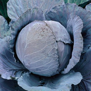 Red Cabbage - Rufus - Perfect for Preserves or Fresh, Great Storage - Fresh Seeds