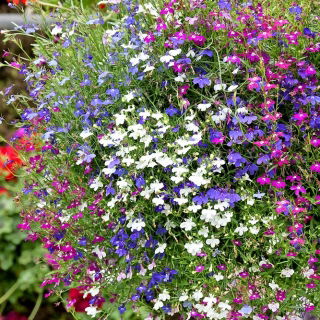 Csüngő lobélia - színkeverék - Lobelia erinus var. pendula - Élénk vízesésszerű hajtások, ideális dekorációhoz - Friss vetőmagok