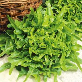 Egensalat - Dubáček - Frisk, sprød, lang høstperiode - Friske frø