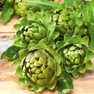 Articsóka - Vert De Provence - 20 magok - Cynara scolymus