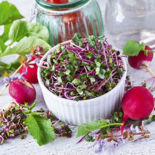 Sprouting seeds - Radish - China Rose - 100 g - Ready in 3-4 Days - Fresh Seeds