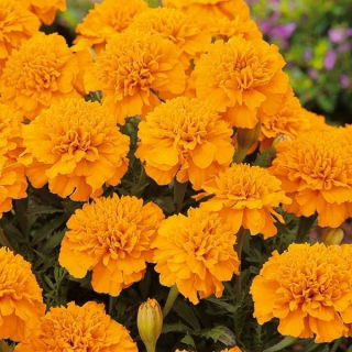 ดอกดาวเรืองฝรั่งเศส "Izolda" - แอปริคอตสีส้ม, ดอกไม้คู่ที่เติบโตต่ำ - Tagetes patula nana - เมล็ด